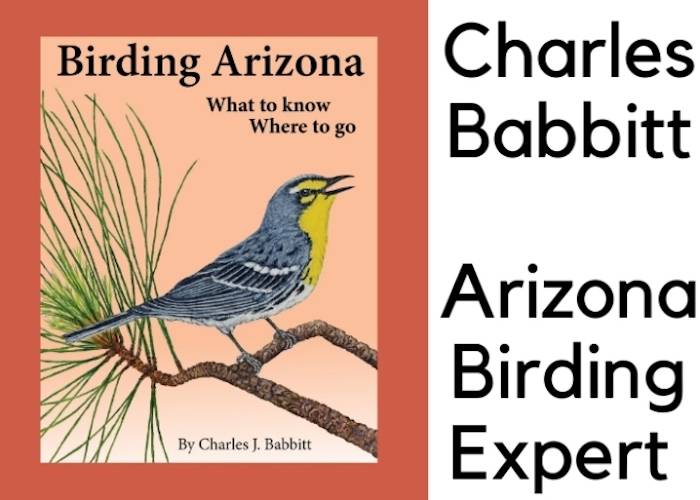 Birding Arizona