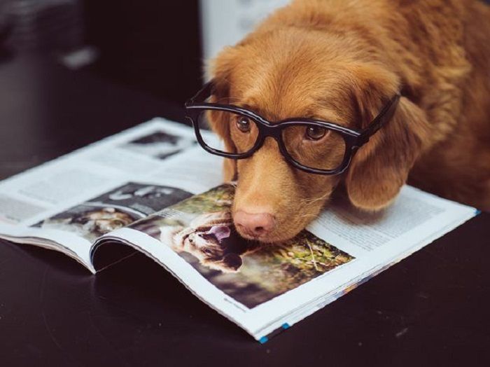 dog on magazine