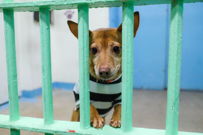 Help Create a Safe Haven for Neglected, Abused Animals